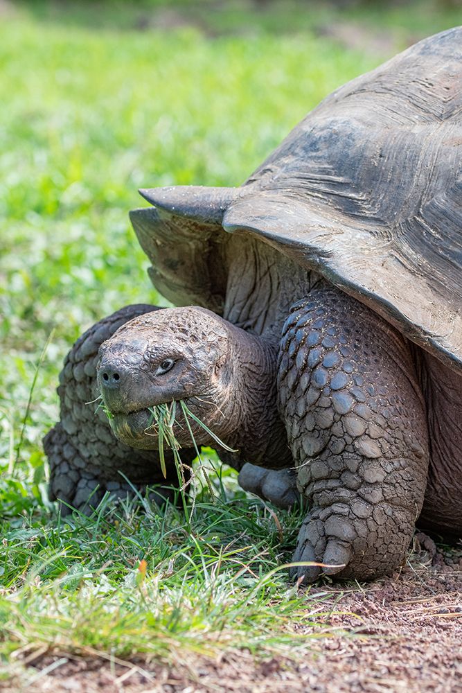 Ecuador-Galapagos-Santa Cruz Island-El Chato Ranch. Wild Galapagos Giant Tortoise dome-shaped.